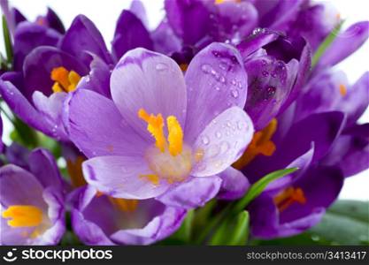 Spring holiday crocus flowers background ( macro)