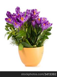Spring holiday crocus flowers in cup isolated on white background.