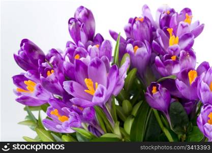 Spring holiday crocus flowers on light background ( close-up)