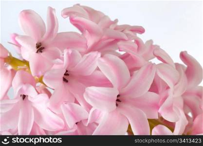 Spring holiday pink hyacinthus flowers background ( macro)