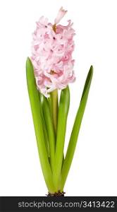 Spring holiday pink hyacinthus flowers isolated on white background