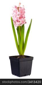 Spring holiday pink hyacinthus plant with flowers in flowerpot isolated on white background
