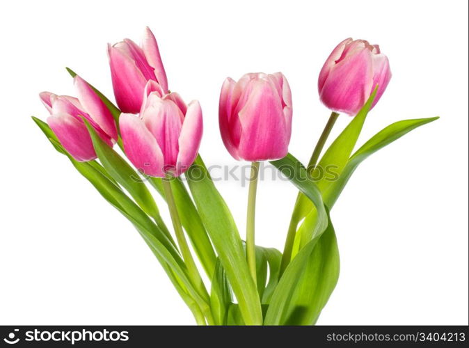 Spring holiday pink-white tulip flowers isolated on white background
