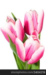 Spring holiday pink-white tulip flowers isolated on white background
