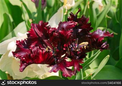 Spring holiday purple tulip flowers on flower-bed (nature background)