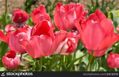 Spring holiday red tulip flowers on flower-bed (nature background)