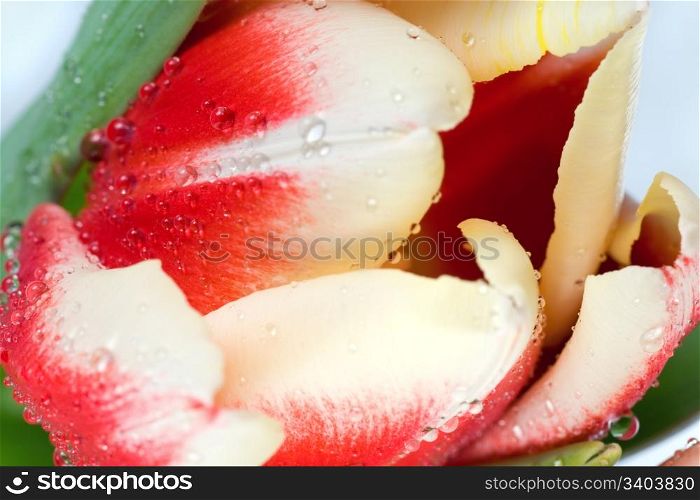 Spring holiday red-white tulip flower on light background