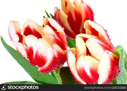 Spring holiday red-white tulip flowers isolated on white background