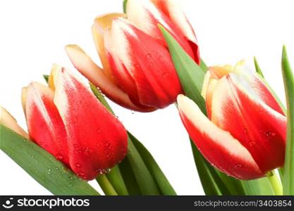 Spring holiday red-white tulip flowers on light background
