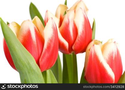 Spring holiday red-white tulip flowers on light background