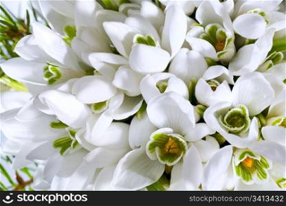 Spring holiday snowdrop flowers background (composite macro photo with considerable depth of sharpness)
