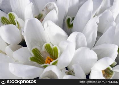Spring holiday snowdrop flowers background (in macro)