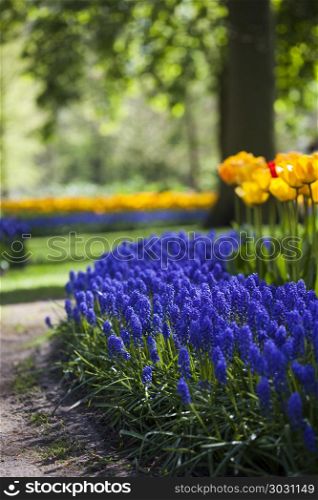 Spring in garden, flower background, tulips. Fresh Beautiful Tulips, flower background