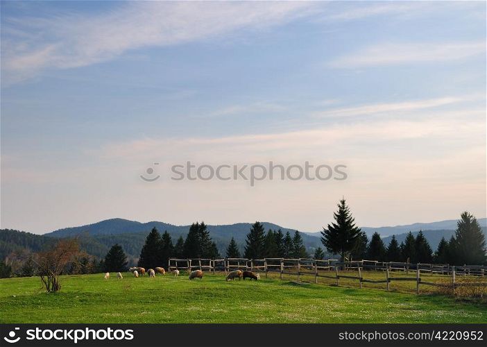 Spring in mountain with group of sheep on green field
