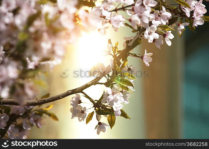 Spring in the garden