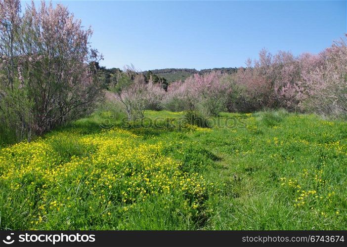 Spring in the Greek countryside