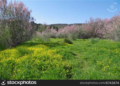 Spring in the Greek countryside