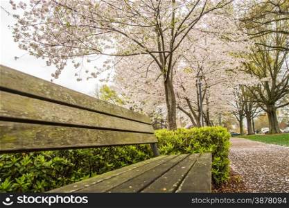 spring in the park with benches and sidewalk