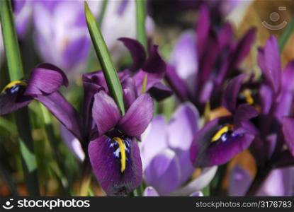 Spring irises, shallow dof