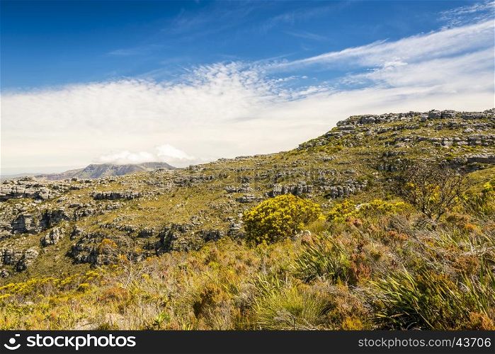 Spring landscape atop Table Mountain, Cape Town in South Africa