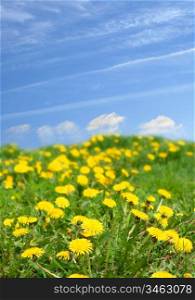 Spring landscape blue sky and yellow flowers