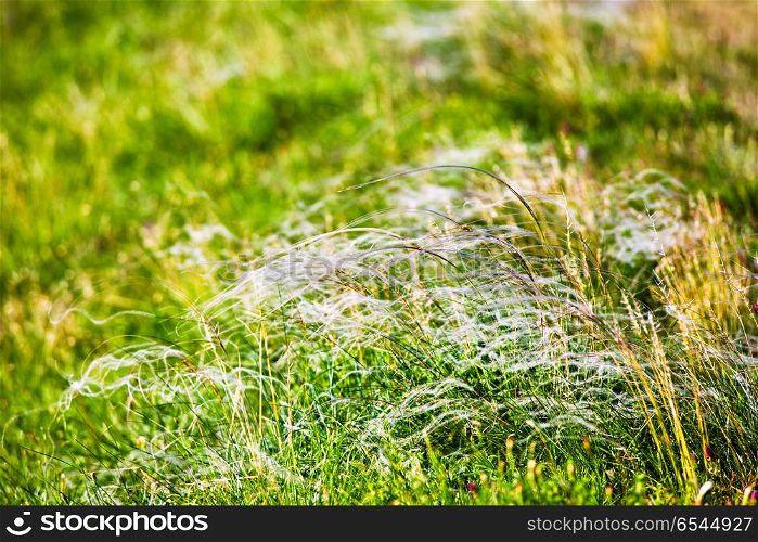 Spring landscape, field of feather grass. Mat grass on a hot summer sultry day. Spring landscape, field of feather grass