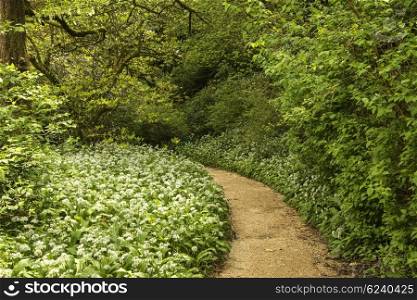 Spring landscape image of wild garlic growing in lush green woodland