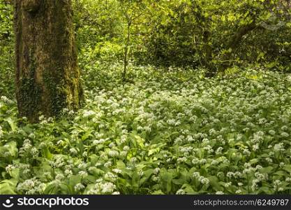 Spring landscape image of wild garlic growing in lush green woodland