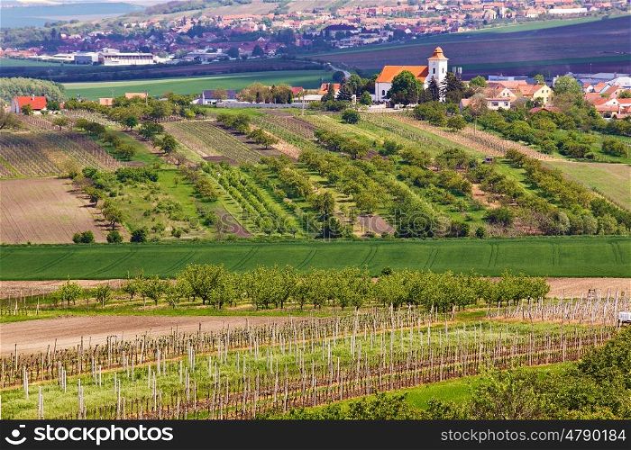 Spring landscape with green vineyards and town at background. Grape vineyards of South Moravia in Czech Republic.