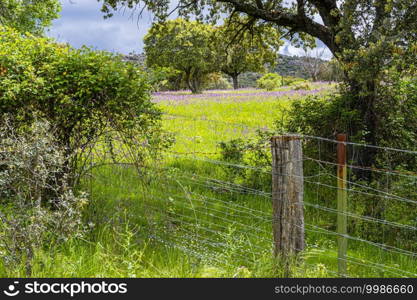 Spring landscape with grown grasses and wild flowers amid the farms of Guadarrama Sierra. madrid Spain.