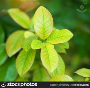 Spring leaf. Composition of nature.