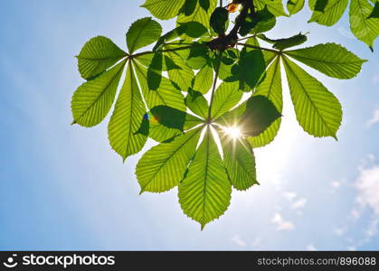 Spring leaf of chestnut and blue sky sunshine. Nature composition.