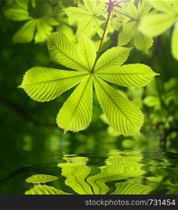 Spring leaf of chestnut and water reflection. Nature composition.
