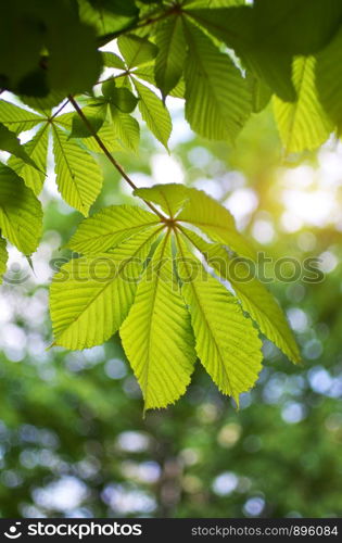 Spring leaf of chestnut. Nature composition.