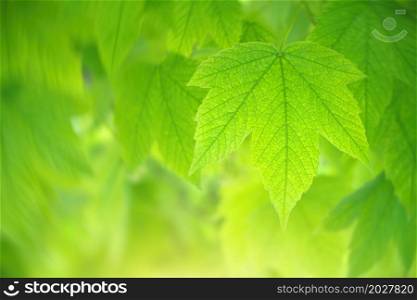 Spring leaf of maple and beautiful bokeh background.. Composition of nature.