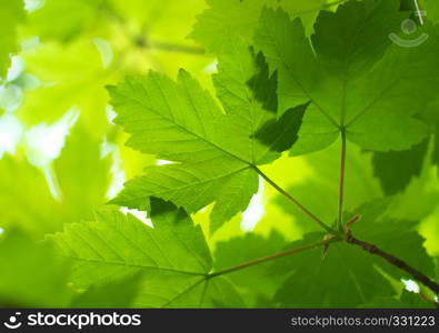 Spring leaf of maple. Composition of nature.