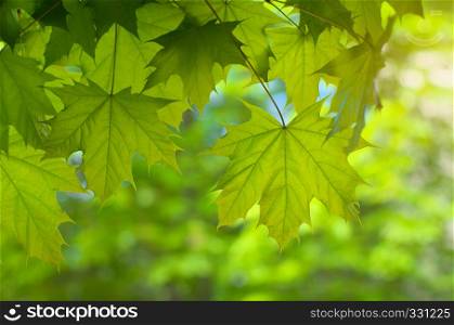 Spring leaf of maple. Composition of nature.