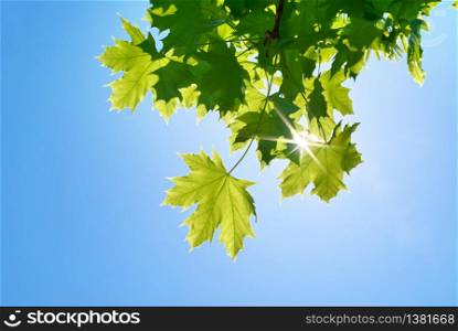 Spring leaf of maple tree and blue sky sunshine. Nature composition.
