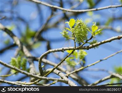 spring leaves on a branch of a tree are dismissed