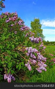 spring lilac in rural garden