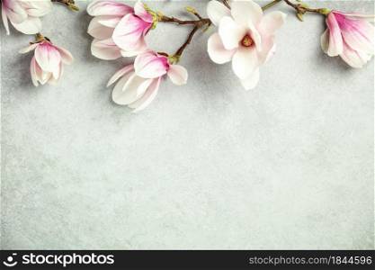Spring magnolia flowers on grey stone background, flat lay