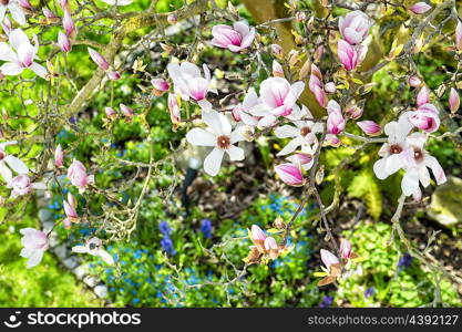 Spring magnolia flowers on natural green grass background. Sunny day. Selective focus