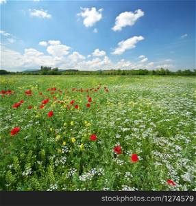 Spring meadow and beautiful flower at day. Composition of nature.