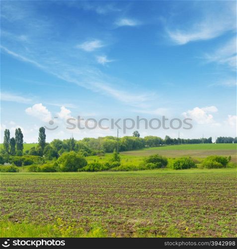 spring meadow and blue sky