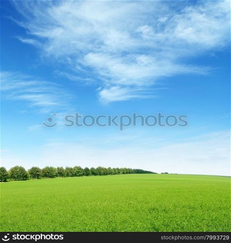 spring meadow and blue sky