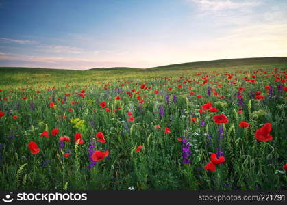 Spring meadow. Composition of nature.