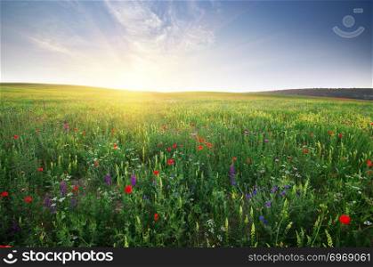 Spring meadow. Composition of nature.