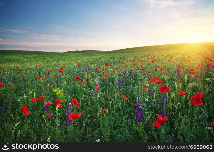 Spring meadow. Composition of nature.