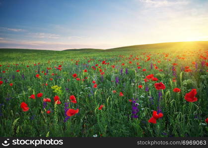 Spring meadow. Composition of nature.