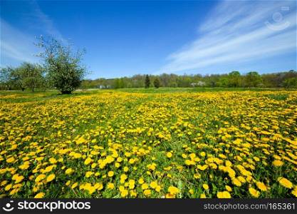 Spring meadow full of dandelions flowers and green grass. Blue sky. Spring meadow full of dandelions flowers and green grass.
